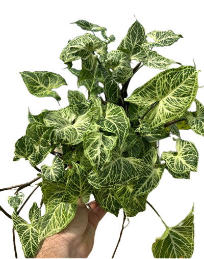 6" Syngonium Nephthytis Batik Pole